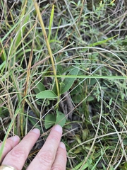 (c) Edie, some rights reserved (CC BY) Helianthus occidentalis, photograph (c) Edie, some rights reserved (CC BY)