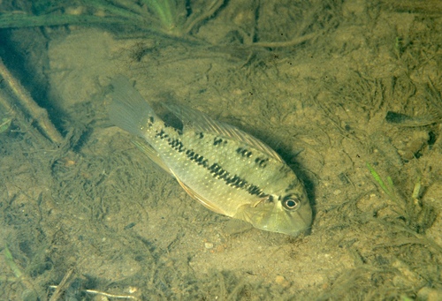 Pantanal eartheater (Satanoperca pappaterra) — Cichlidae — 4