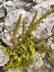 Umbilicus intermedius