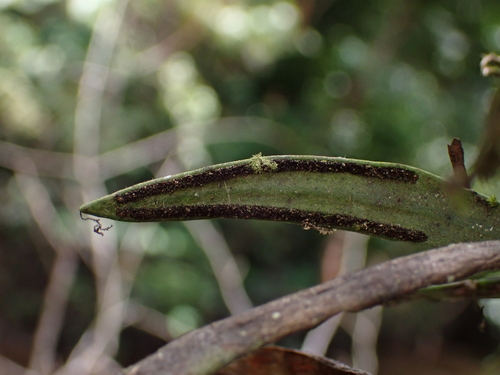 Ananthacorus angustifolius observed 2026-08-29
