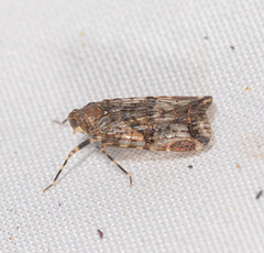 Dipsiathus obscurifrons