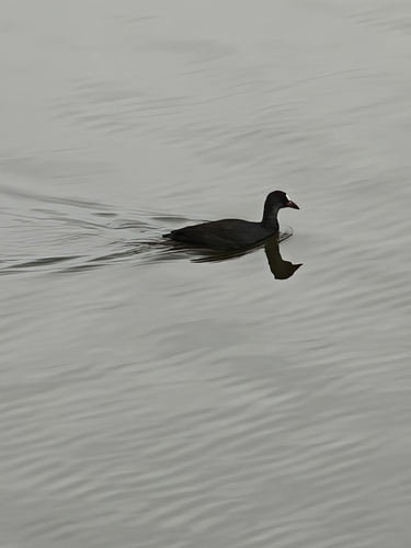 Common Coot
