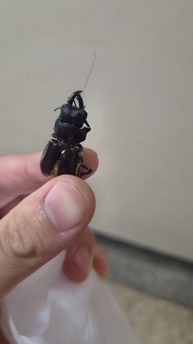 Dorcus rubrofemoratus chenpengi