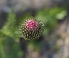 Carduus hamulosus