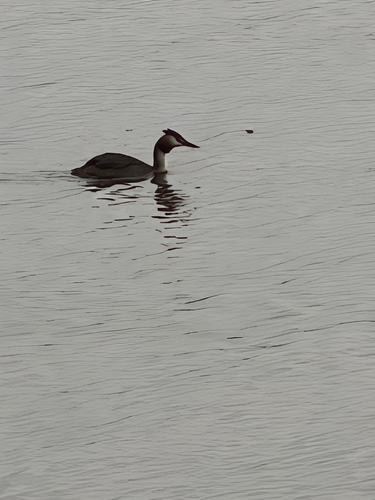 Great Crested Grebe