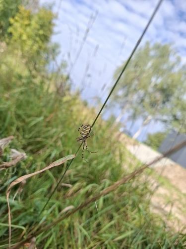 Wasp Spider