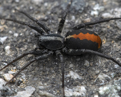 Castianeira occidens