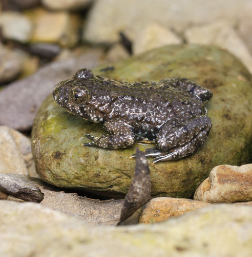 Oriental Fire-bellied Toad