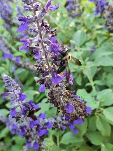 Eastern Carpenter Bee