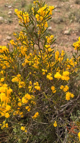 hard-leaf wattle
