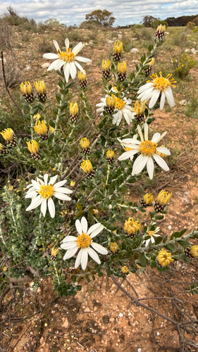 Showy Daisy-bush