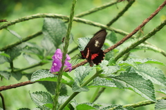 Parides eurimedes