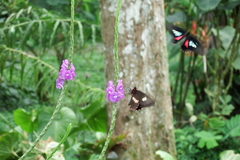 Parides eurimedes