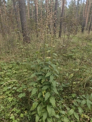 Adenophora liliifolia, photograph (c) Евгений Маринкин, some rights reserved (CC BY)