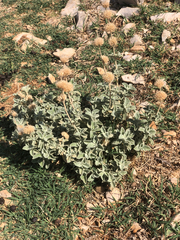 Marrubium incanum, photograph (c) Marcello Manara, some rights reserved (CC BY)