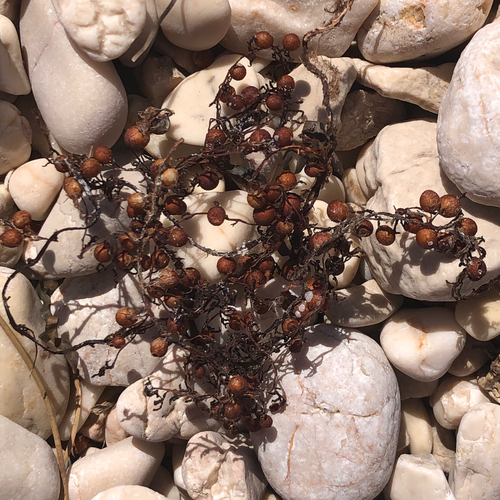 Sargassum vulgare observed 2026-09-02