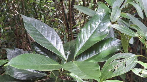 Symplocos cochinchinensis observed 2026-07-22