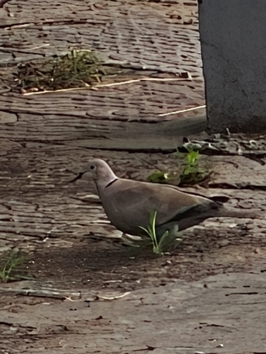 Eurasian Collared-Dove