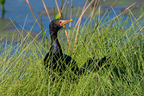 iNaturalist image