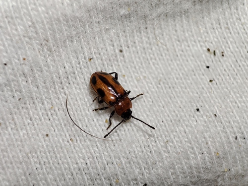 Ancylopus observed 2026-08-19