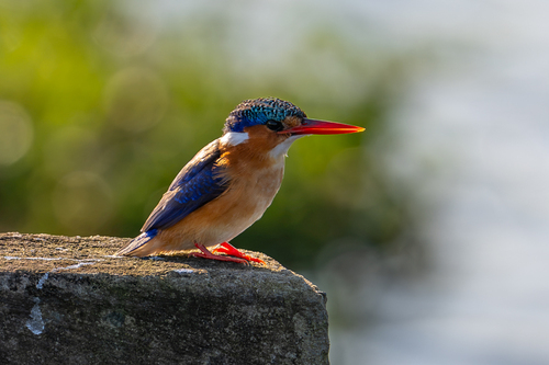 iNaturalist image