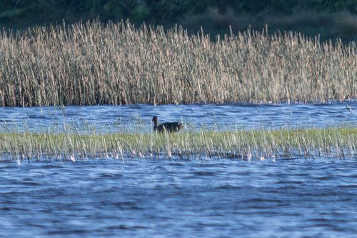 iNaturalist image