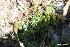 Trifolium angustifolium