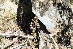 Centranthus calcitrapae