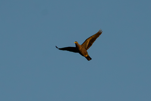 iNaturalist image