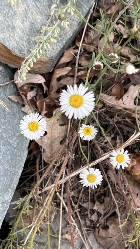 running fleabane