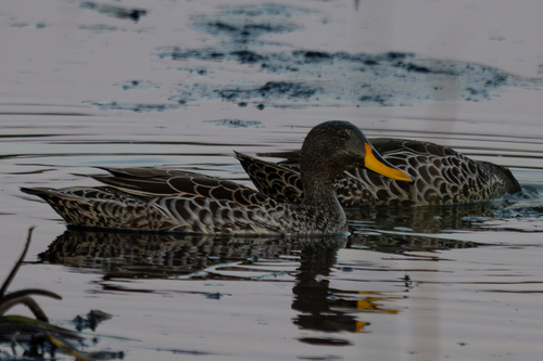 iNaturalist: (c) cmmteixeira, some rights reserved (CC BY-NC), uploaded by cmmteixeira iNaturalist image