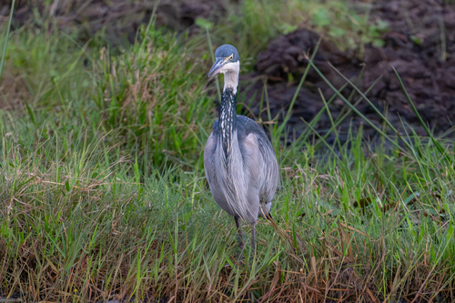 iNaturalist image