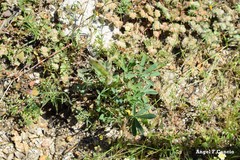 Lupinus hispanicus