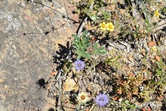 Lupinus hispanicus