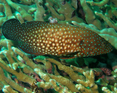 Cephalopholis cyanostigma