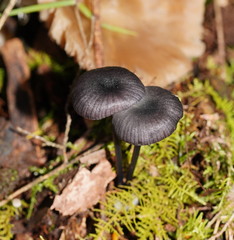 Entoloma moongum