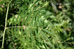 Senegalia bonariensis