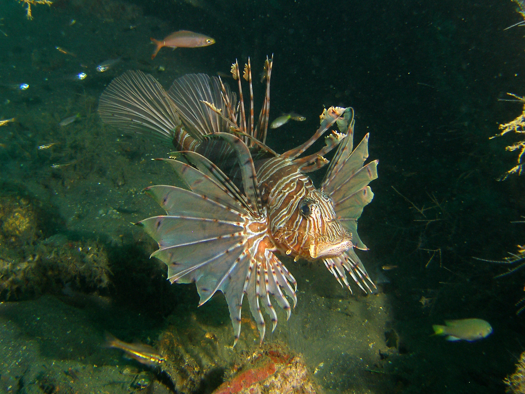 Andover Lionfish