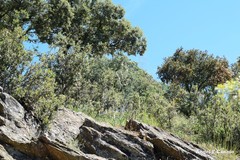 Asphodelus serotinus