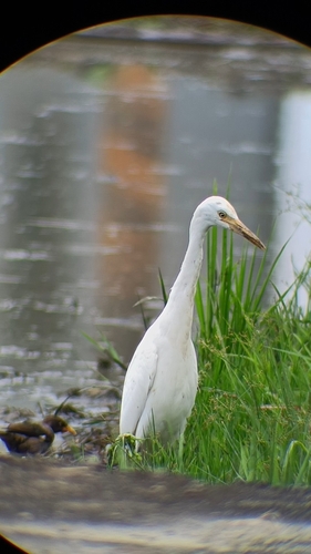 iNaturalist image