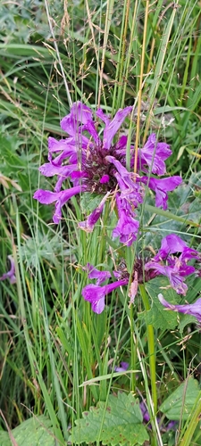 Betonica macrantha, photograph 3