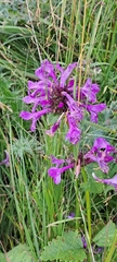 author not stated, no rights reserved Betonica macrantha, photograph author not stated, no rights reserved