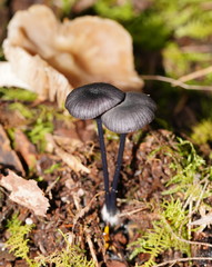 Entoloma moongum