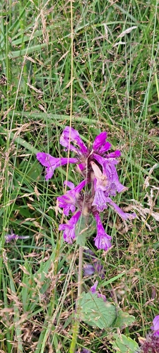 Betonica macrantha, photograph 4