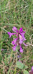 author not stated, no rights reserved Betonica macrantha, photograph author not stated, no rights reserved