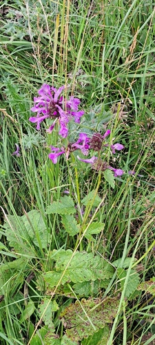 Betonica macrantha, photograph 5