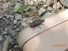 Dicerca aino