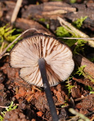 Entoloma moongum