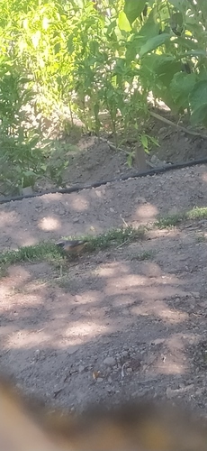 Common Redstart