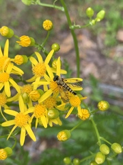 Chrysopilus fasciatus